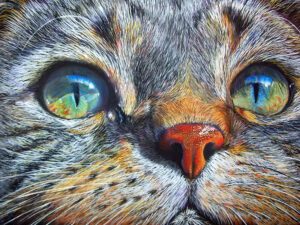 Visage de chat - Diamond Painting 5D - Peinture au diamant