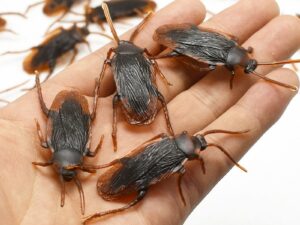 Lot de Cafards, Blattes en plastique - Farces, Déco Halloween