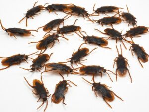 Cafards en plastiques pour faire des blagues et piéger ses amis