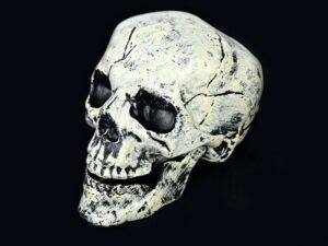 Crâne squelette humain pour halloween